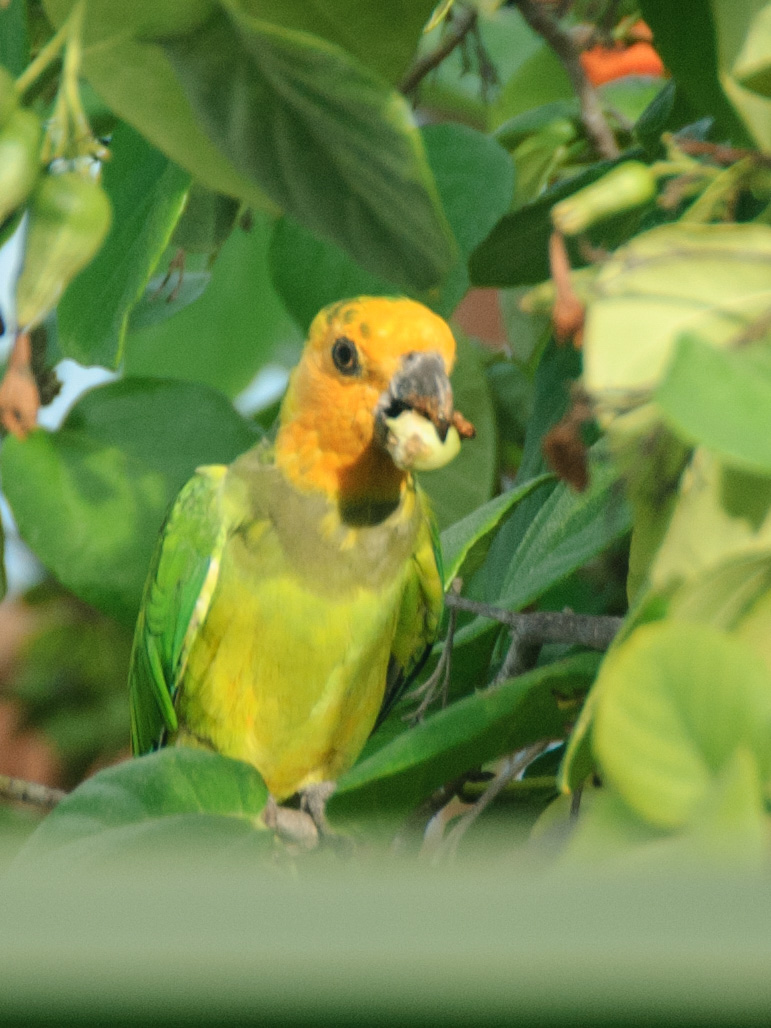 Caribben Parakeet