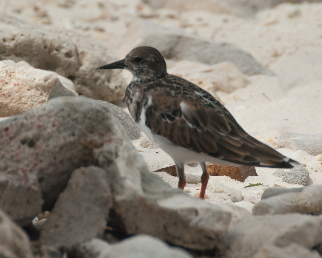 Ruddy Turnstone sandpiper