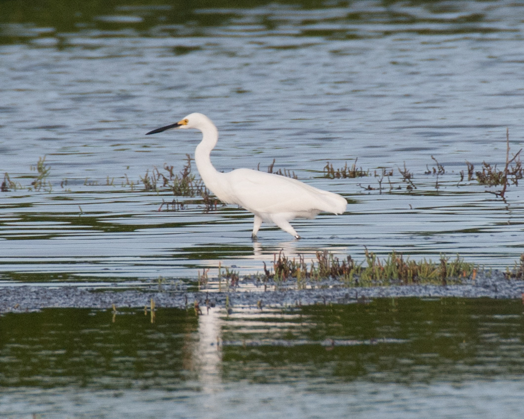 White Heron