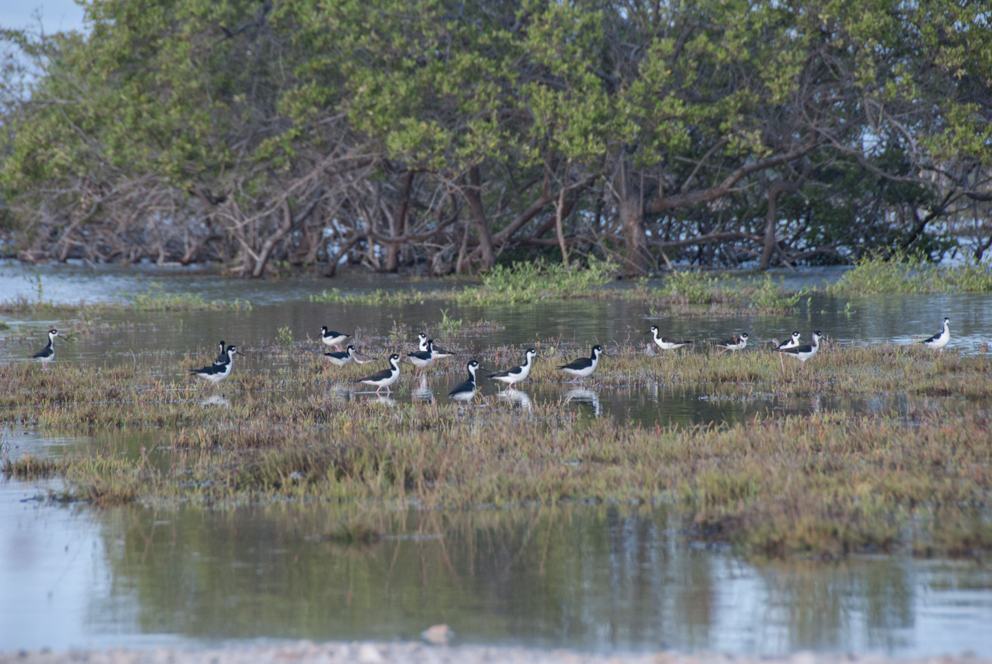 Black-Winged Stilts