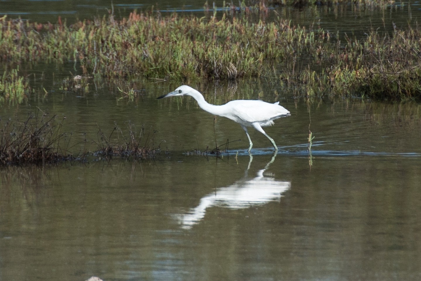 Reddish Egret White Phase