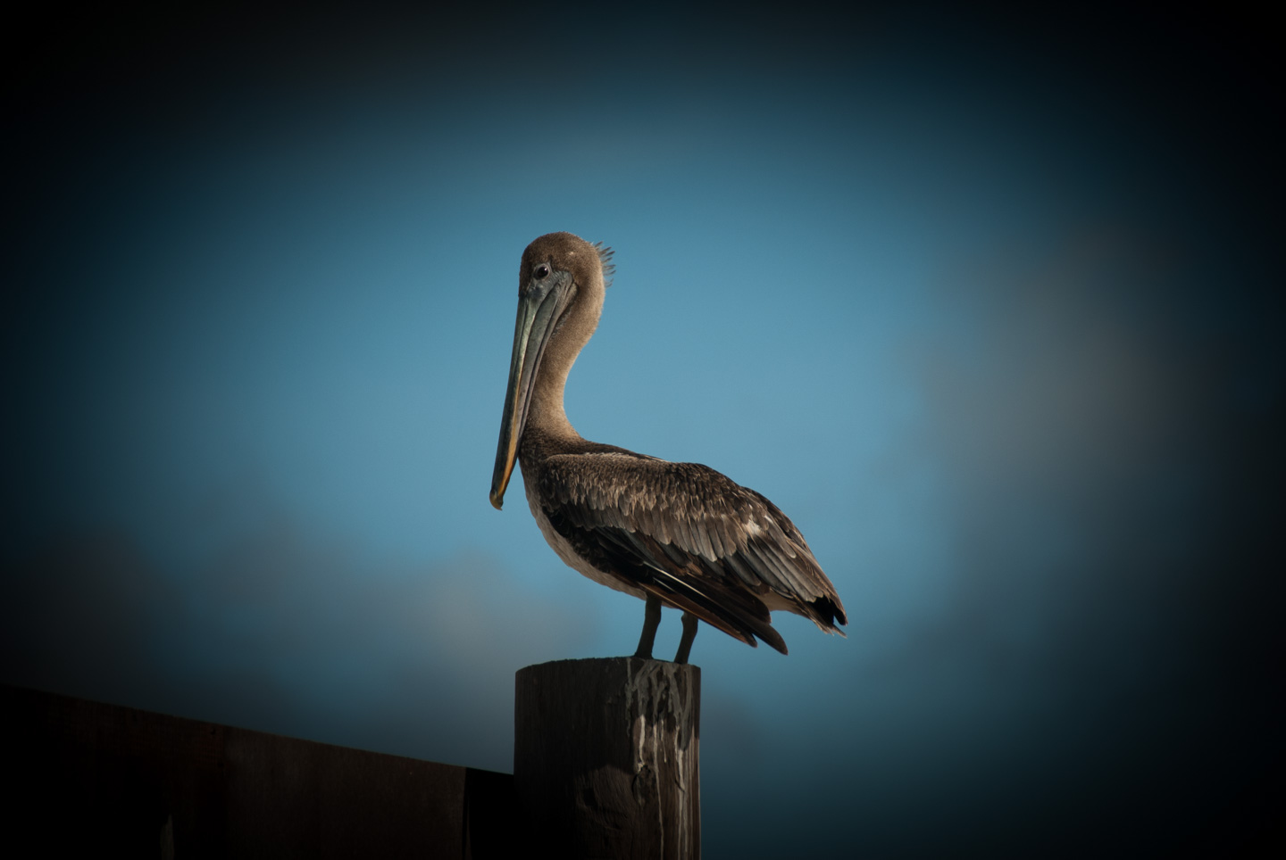 Pelican