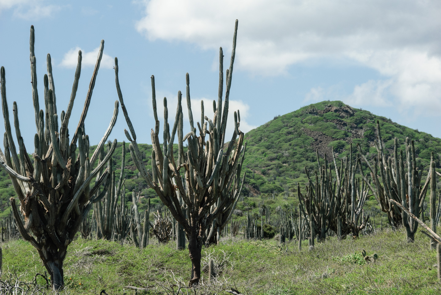 Cacti, Washington Slagbaai Park, Bonaire