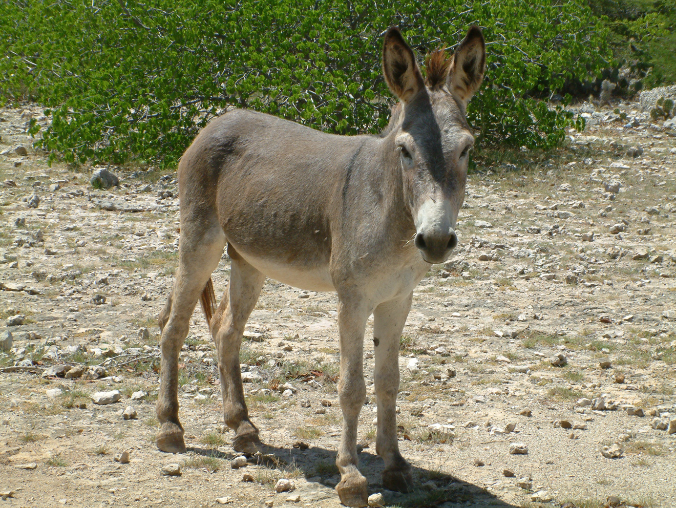 donkey