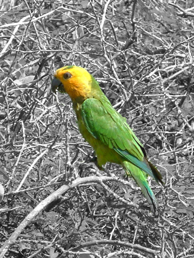 Caribbean Parakeet