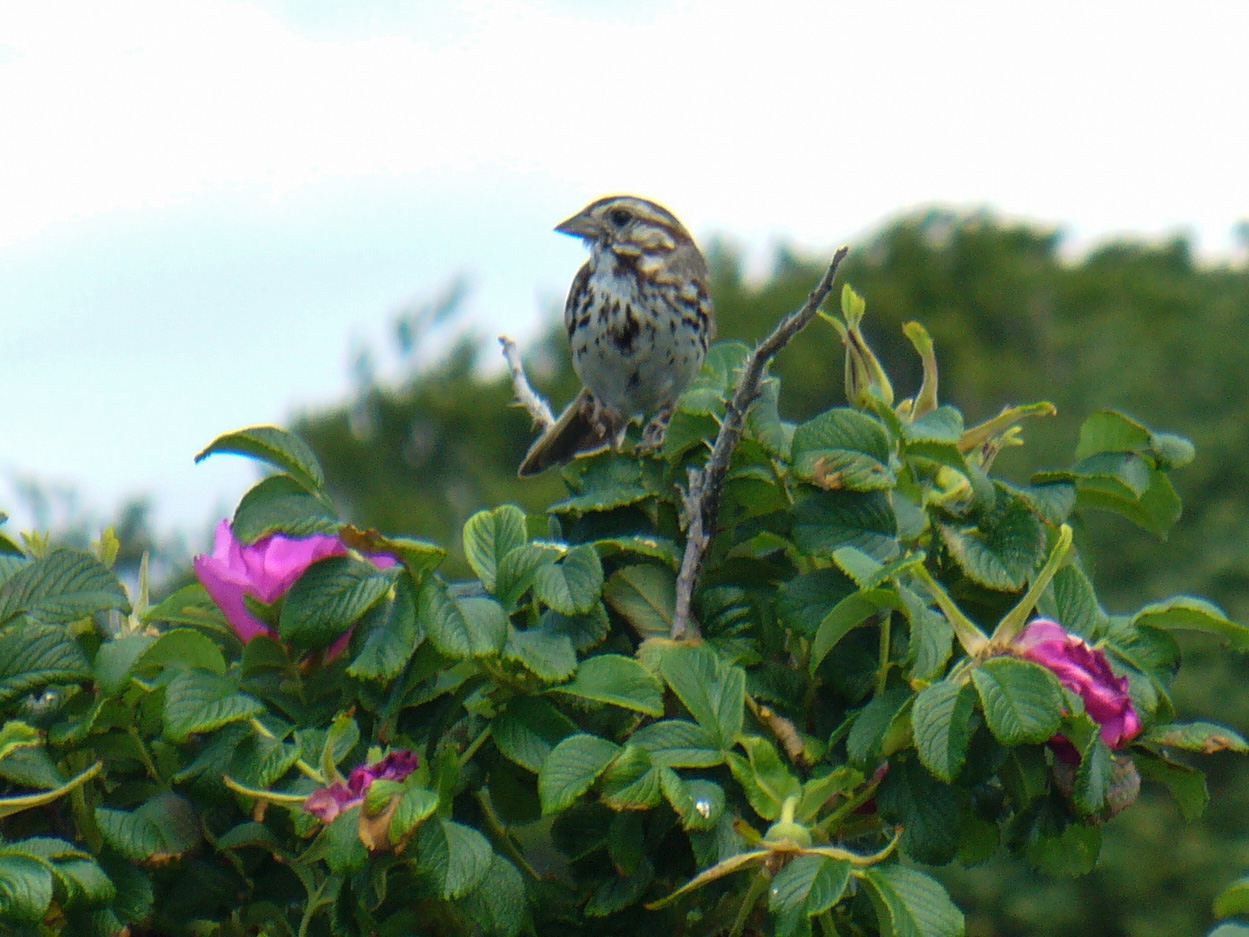 bird on flowers