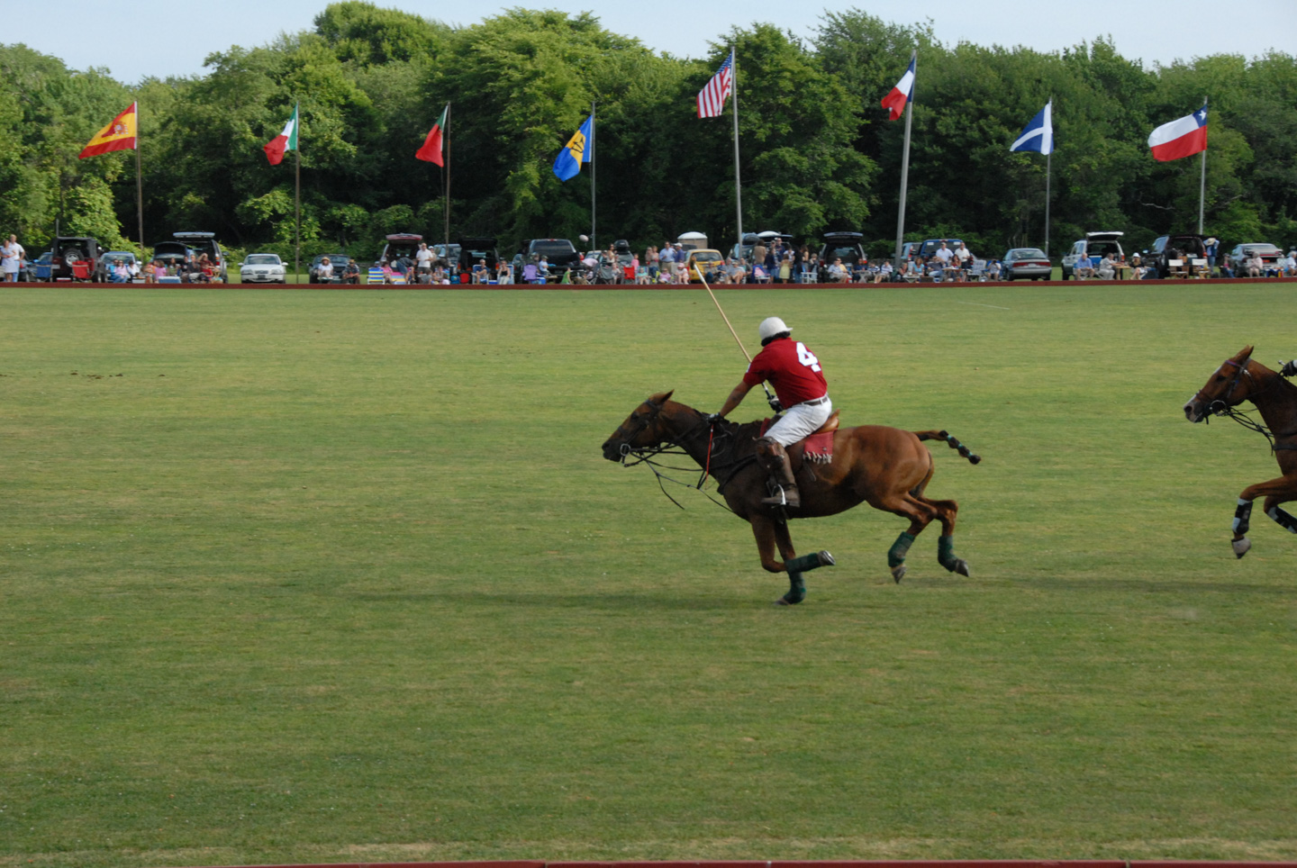 polo horse running