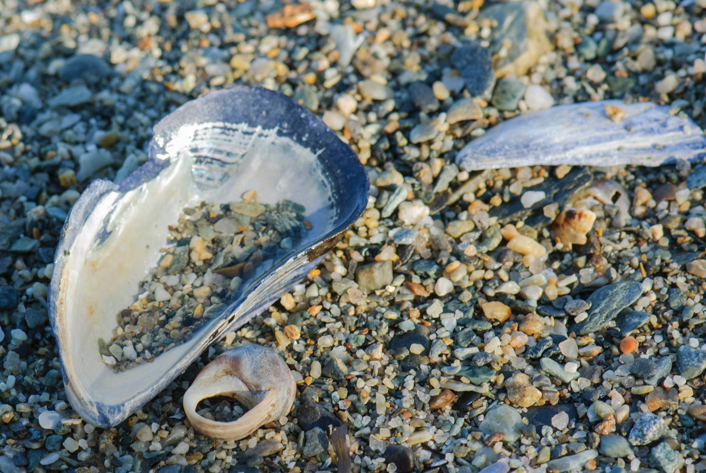 Shells on the beach