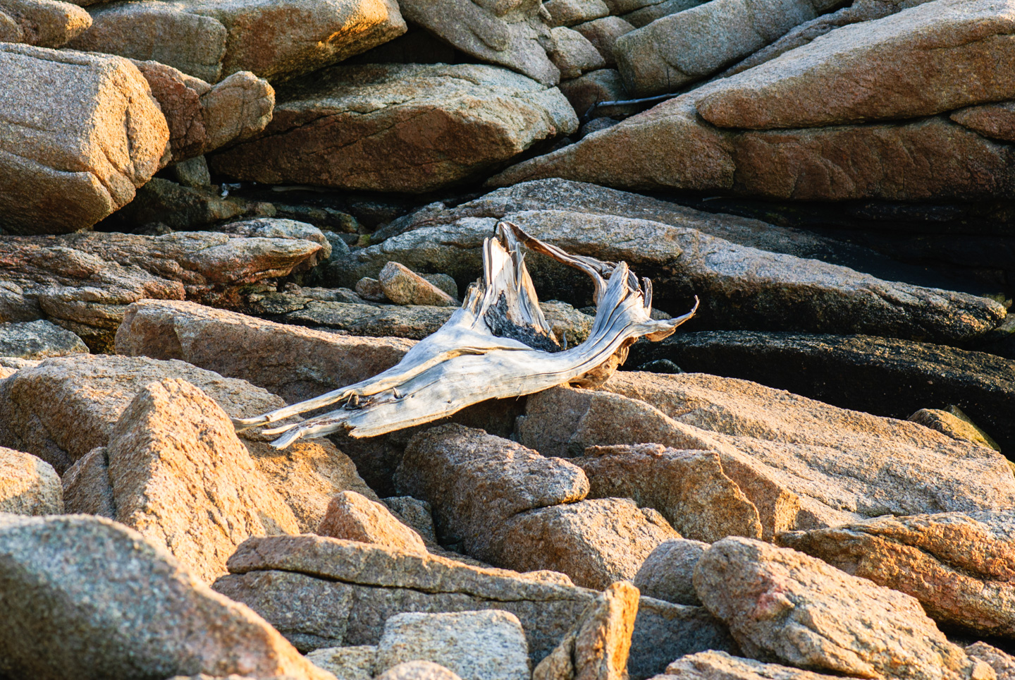 Driftwood on rocks, Barred Island