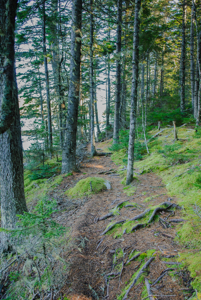 Photo of trail, taken at Edgar Tennis Preserve on Deer Isle