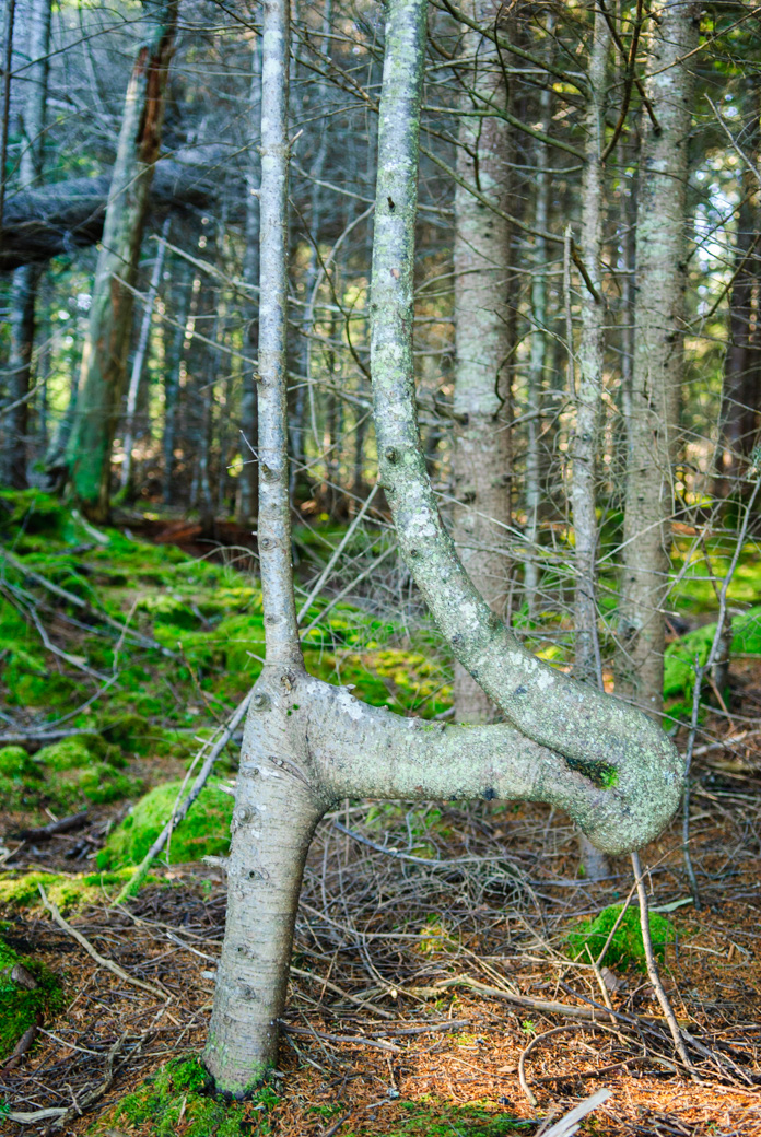 Tree with branch folding back on itself, taken at Edgar Tennis Preserve on Deer Isle