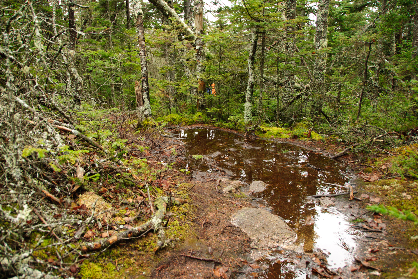Downeast Maine Forest