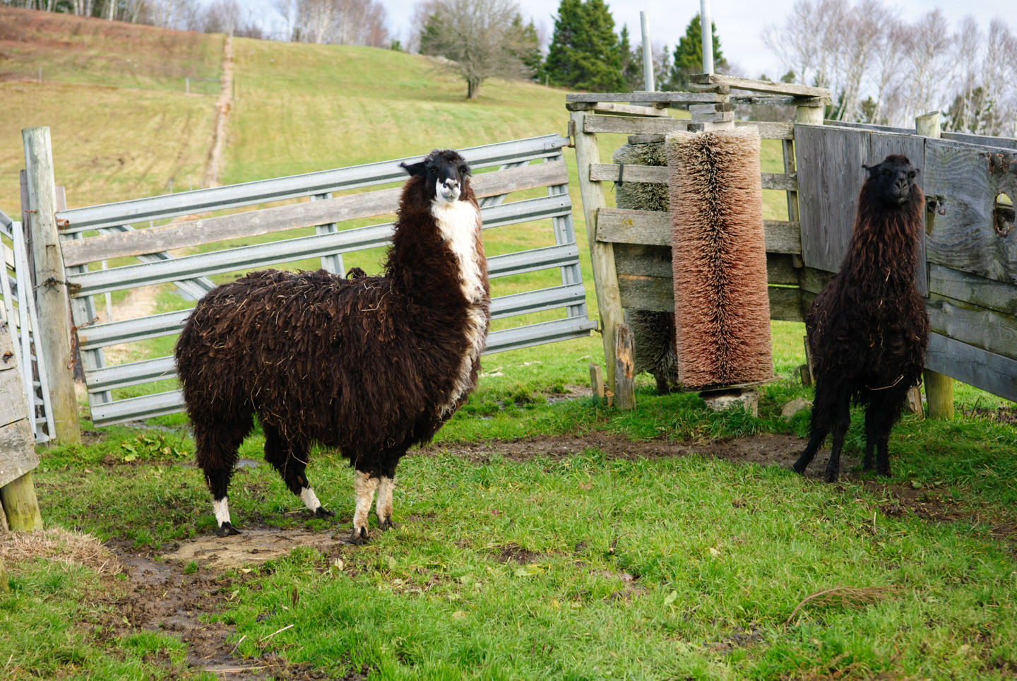Llamas and a rubbing post
