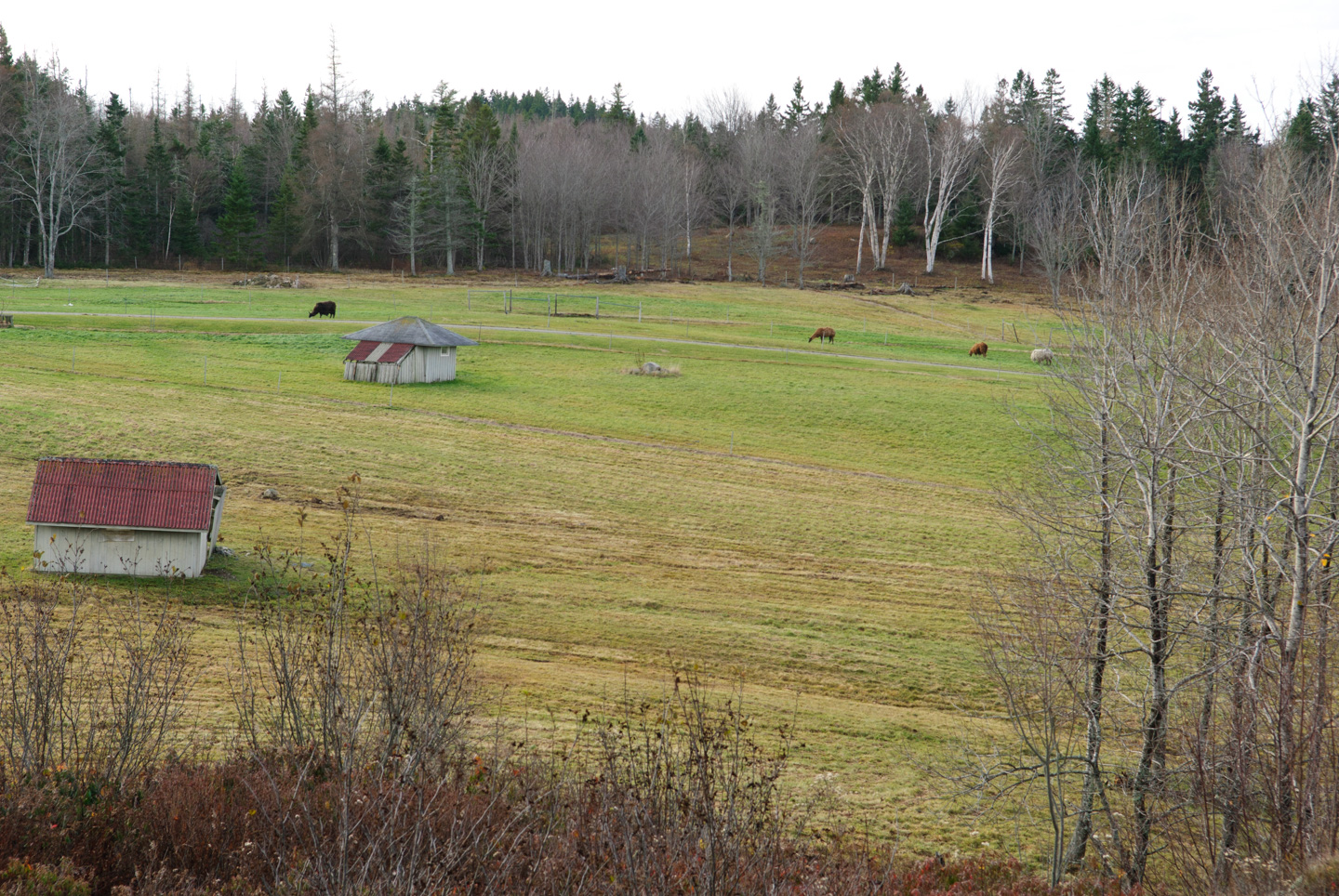 Llama farm