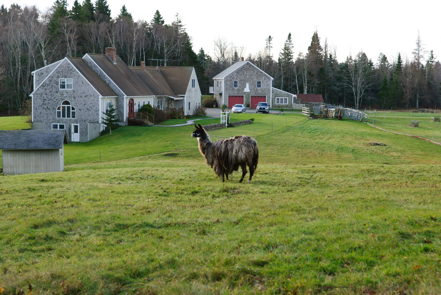 A llama and the inn