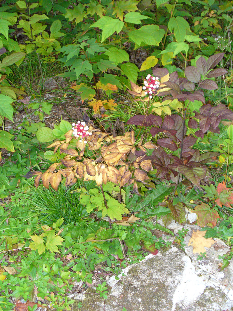 Actaea pachypoda plant