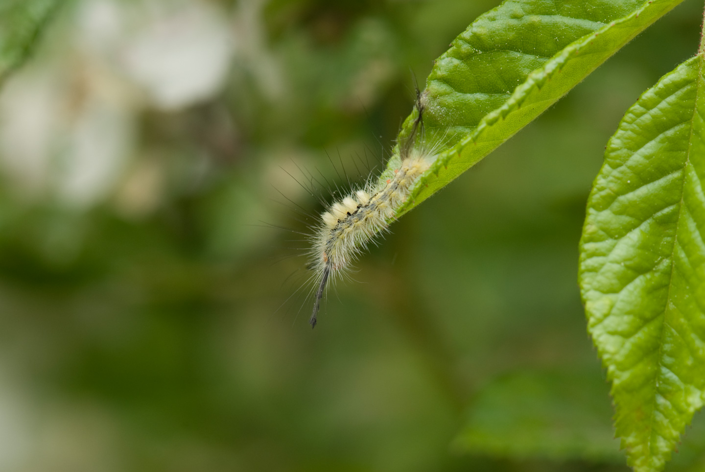interesting looking caterpillar