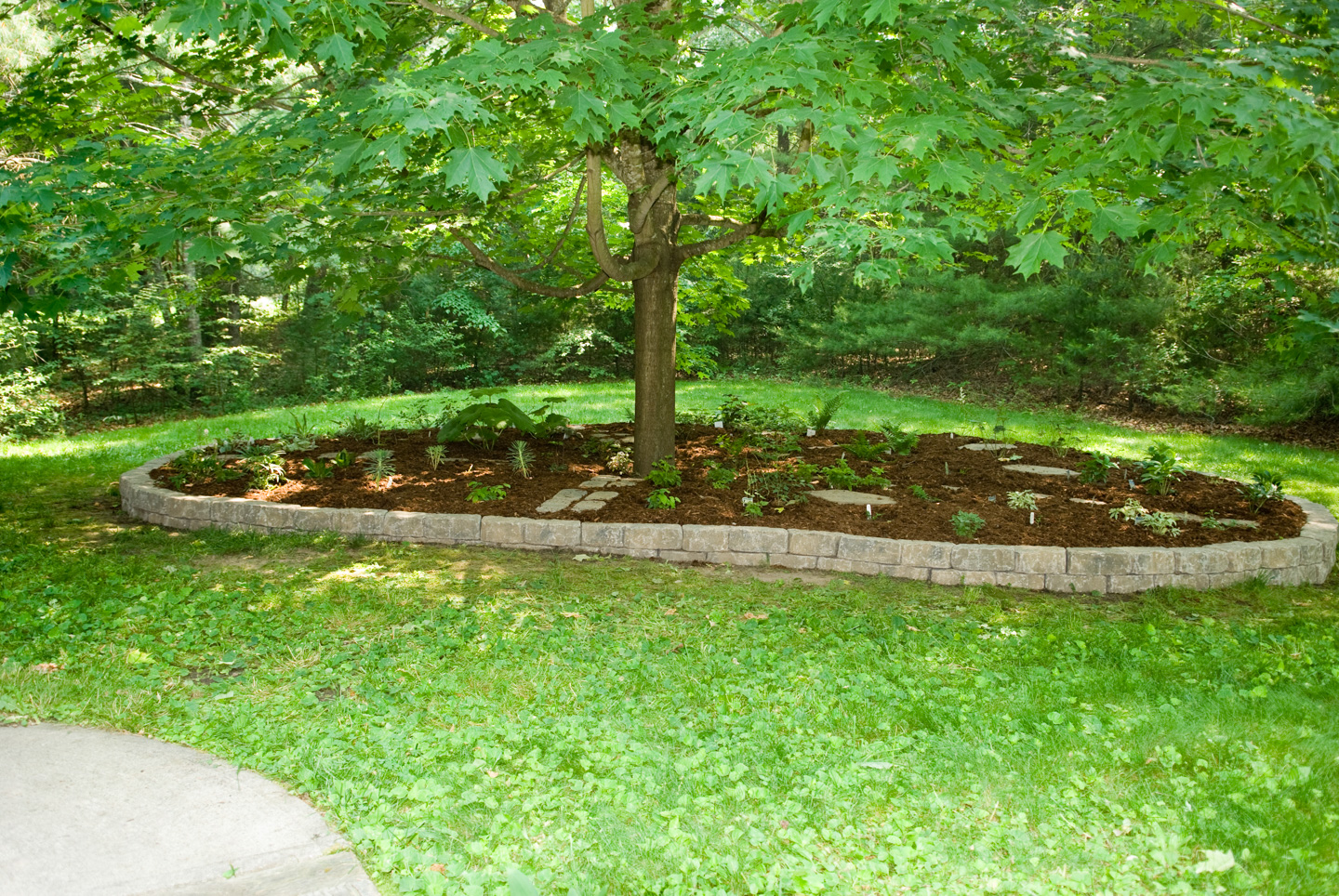 Shade garden with all plants in the ground