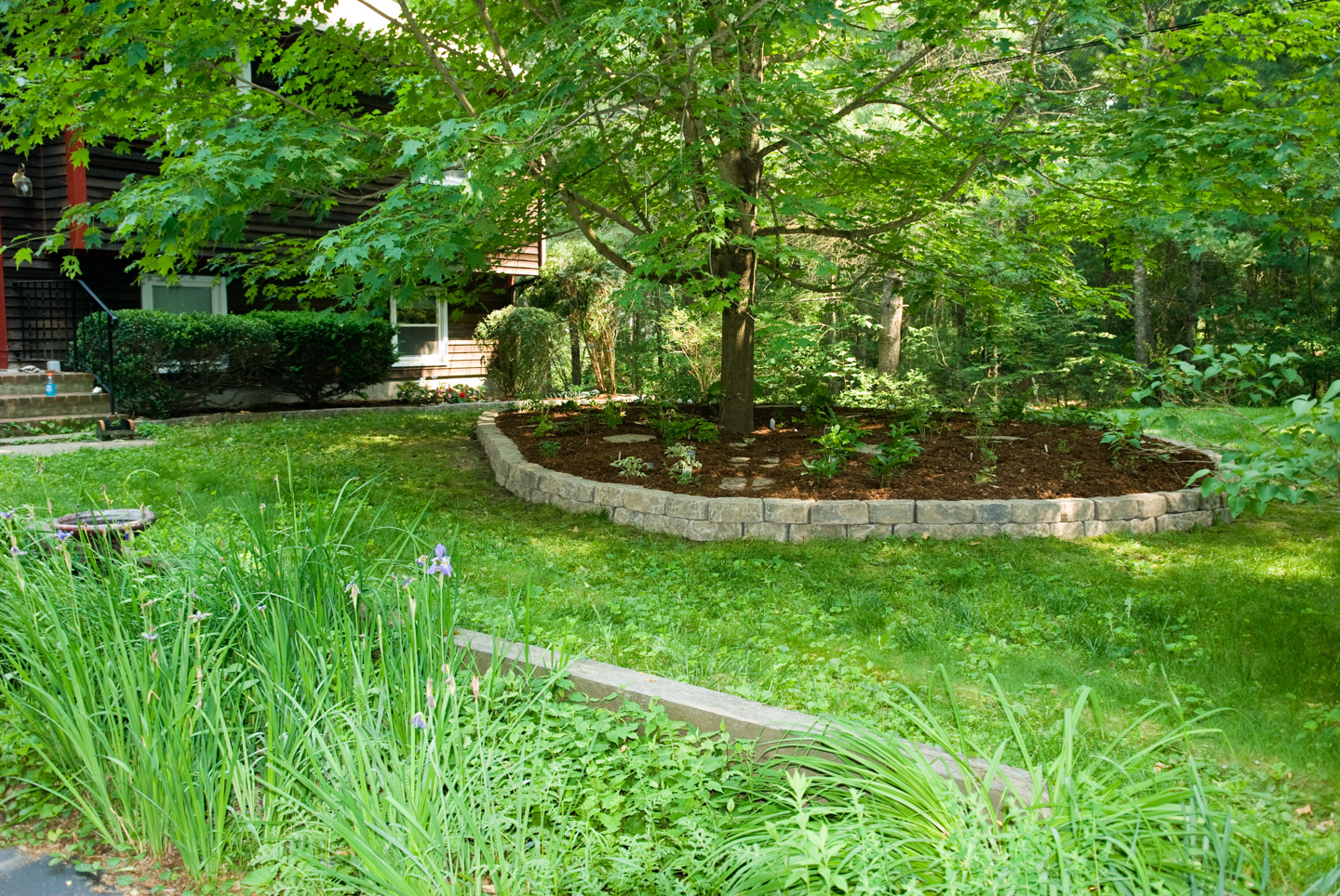 Shade garden with all plants in the ground