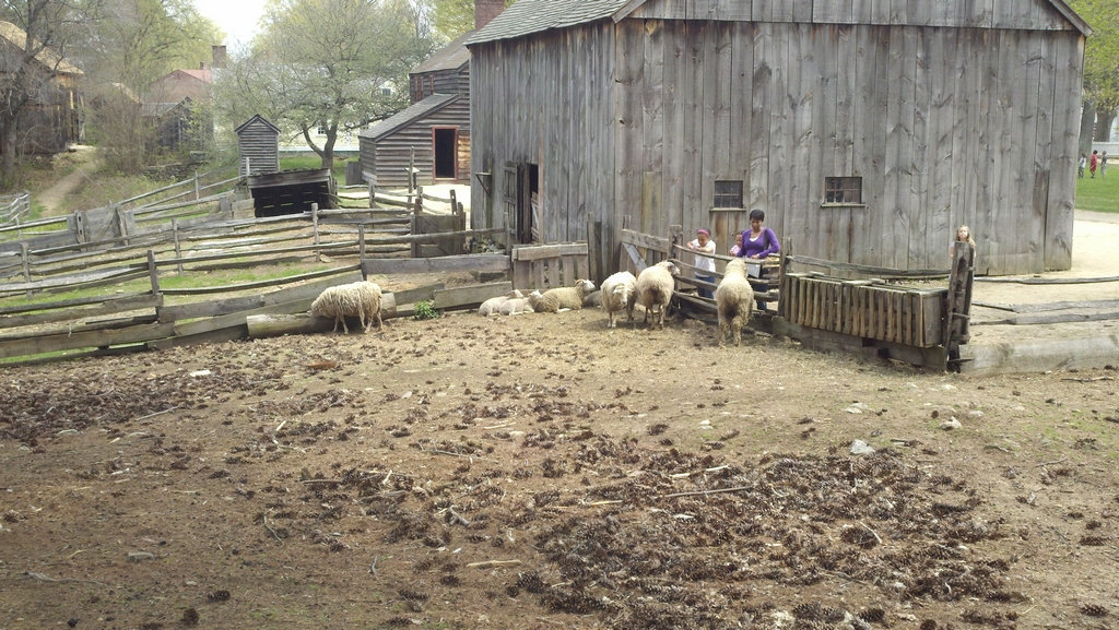 Sheep in OSV