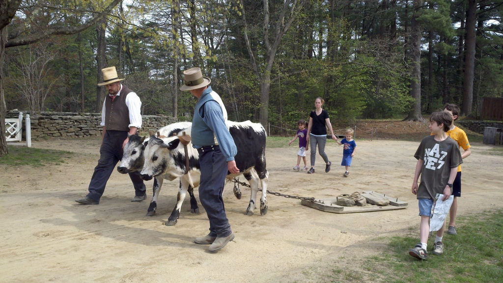 walking oxen for exercise