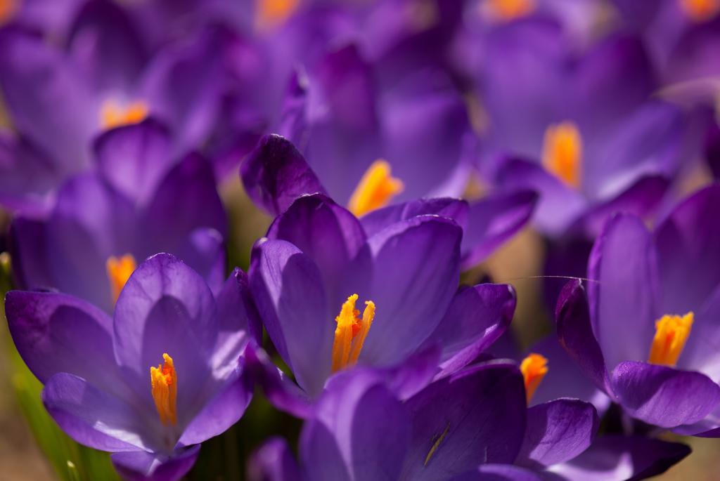 purple crocuses