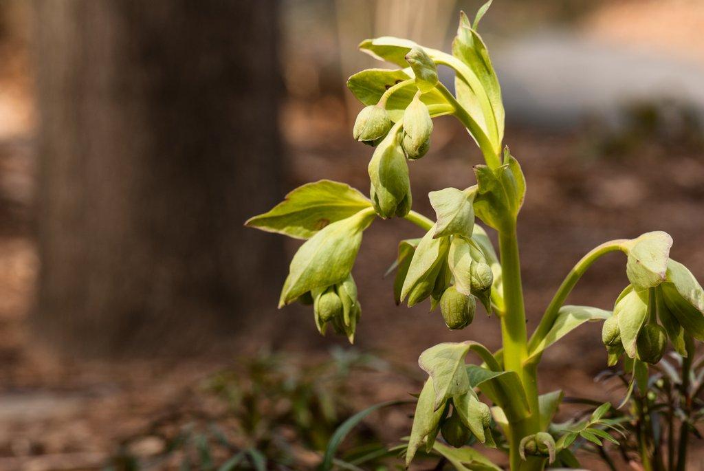 Helleborus Foetidus