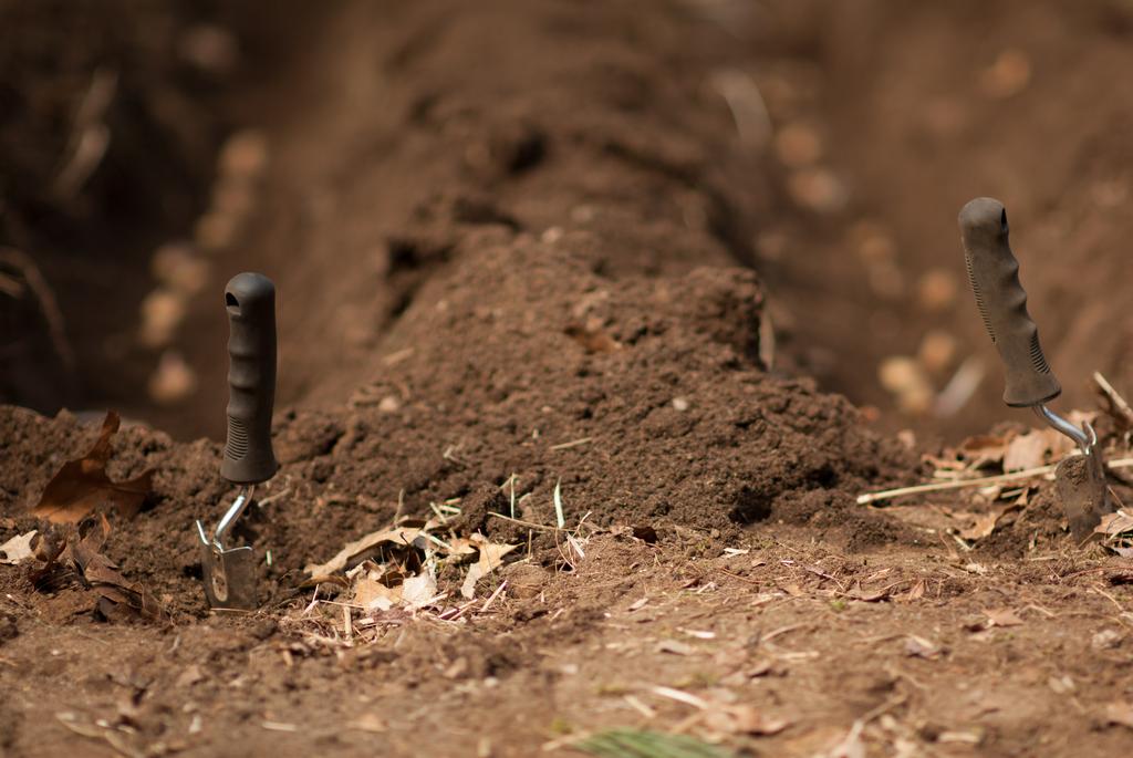 potato planting