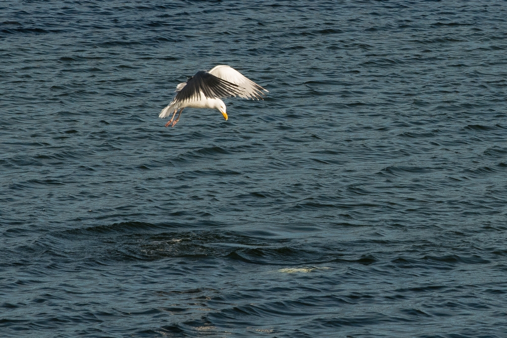 Herring Gull Stealing a Crab 
