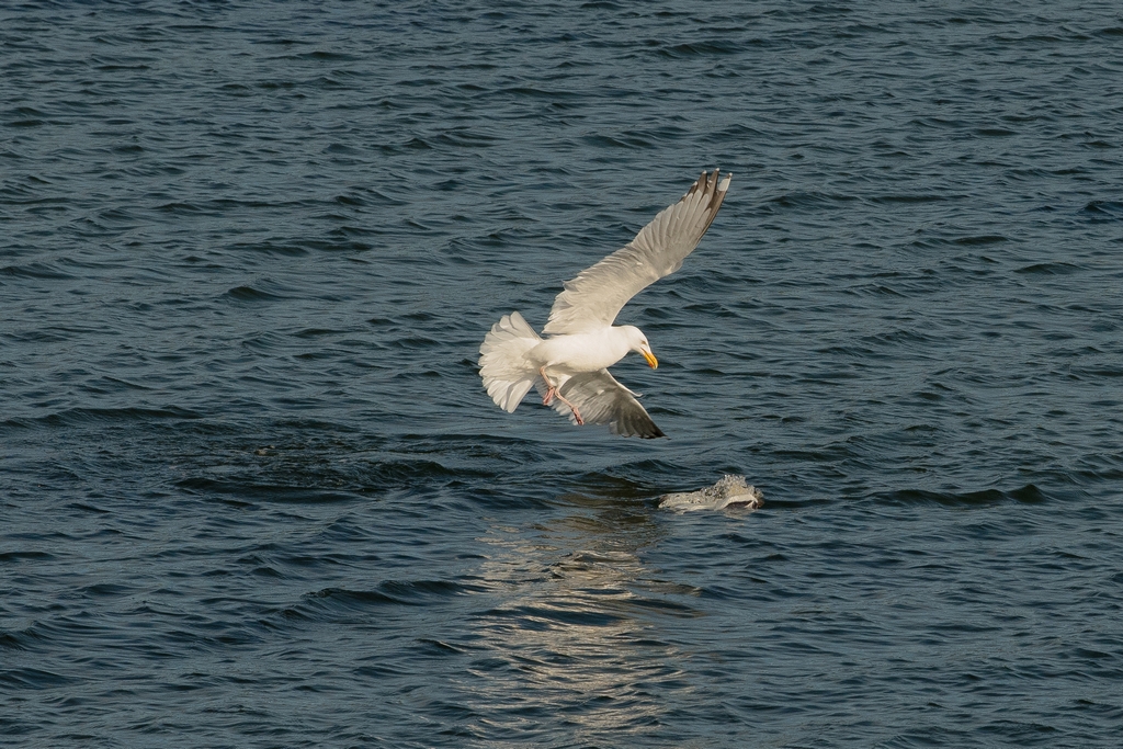 The Gull Pursues 