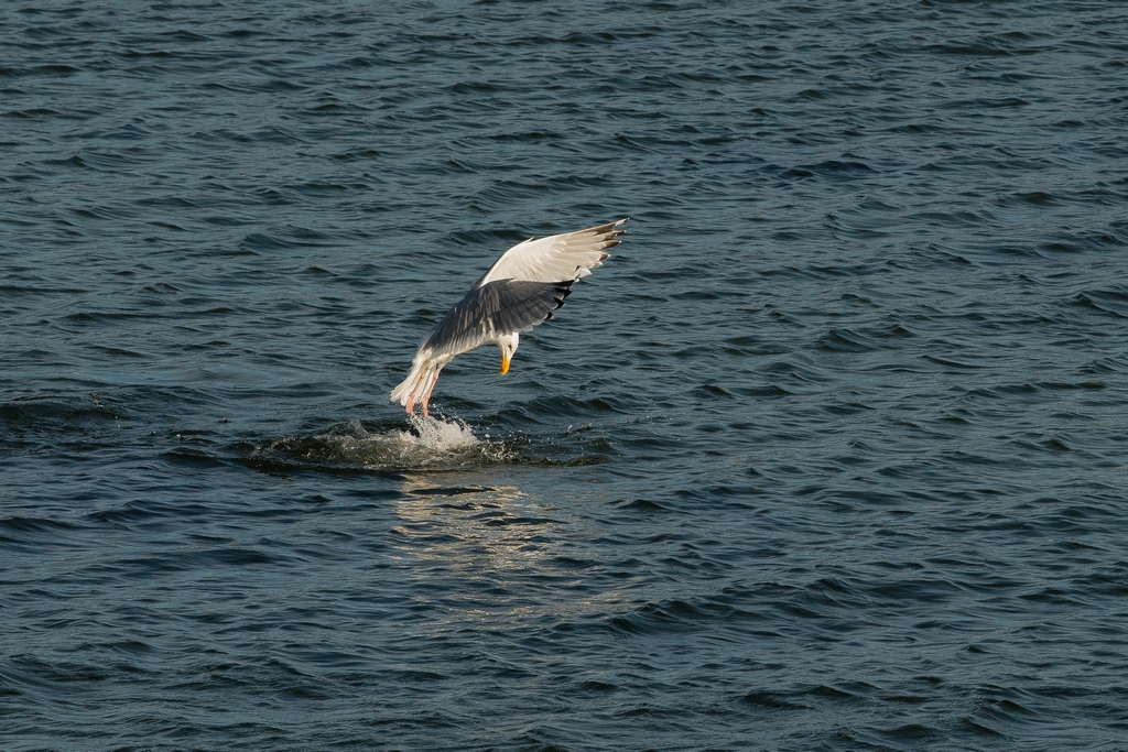 Gull is ready to dive 