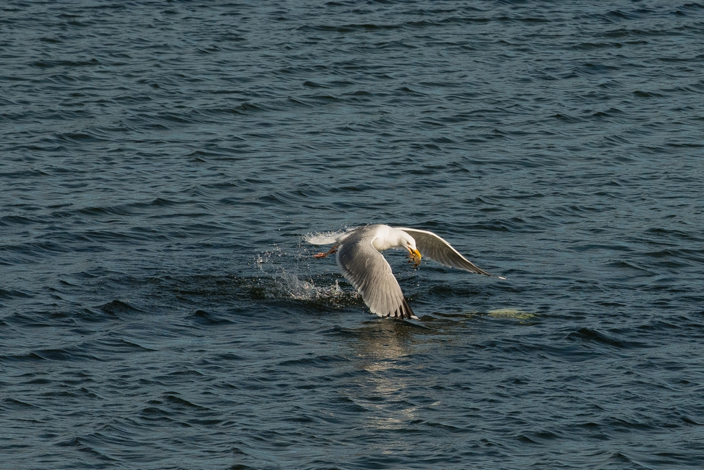 Gull Flying off with the Stolen Crab 