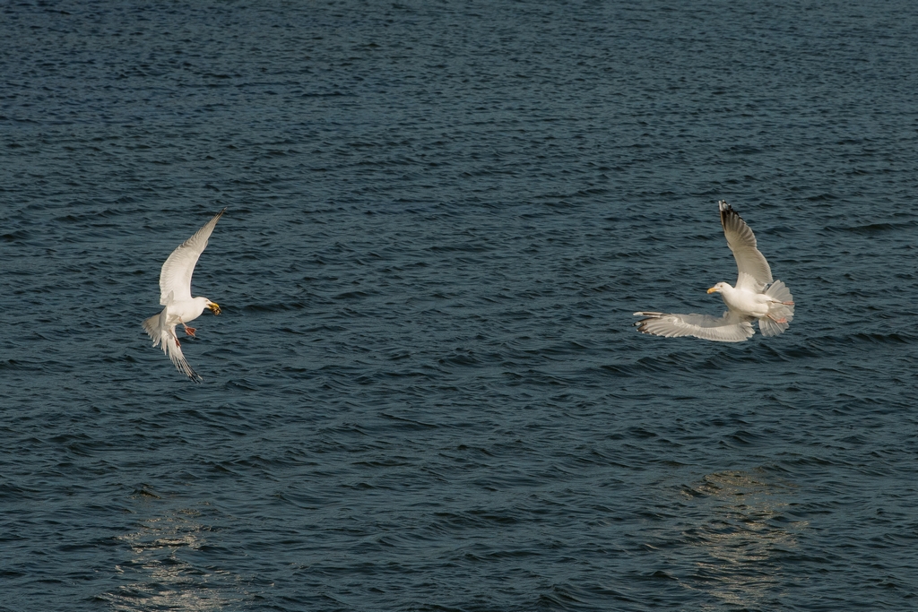 A Second Gull Sees an Opportunity 