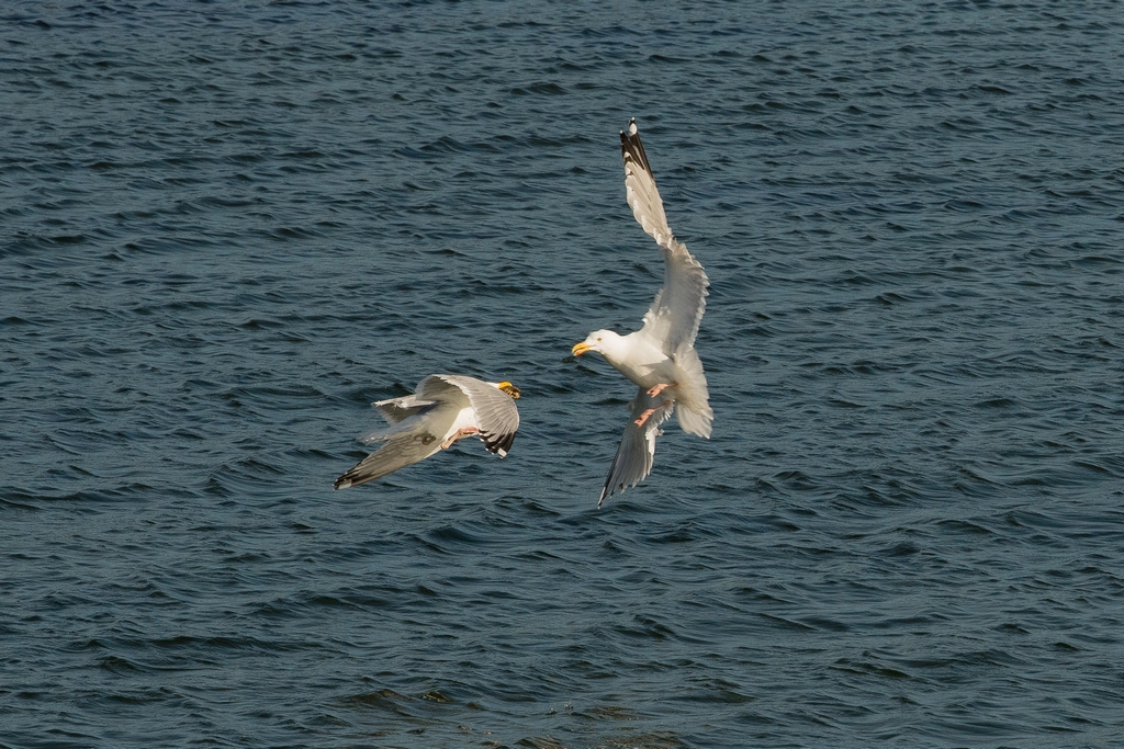 2nd Gull makes an attempt ... 