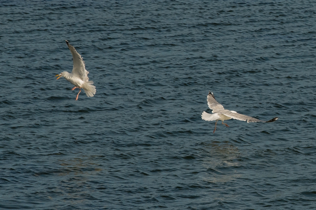 Did it Drop the Crab?   