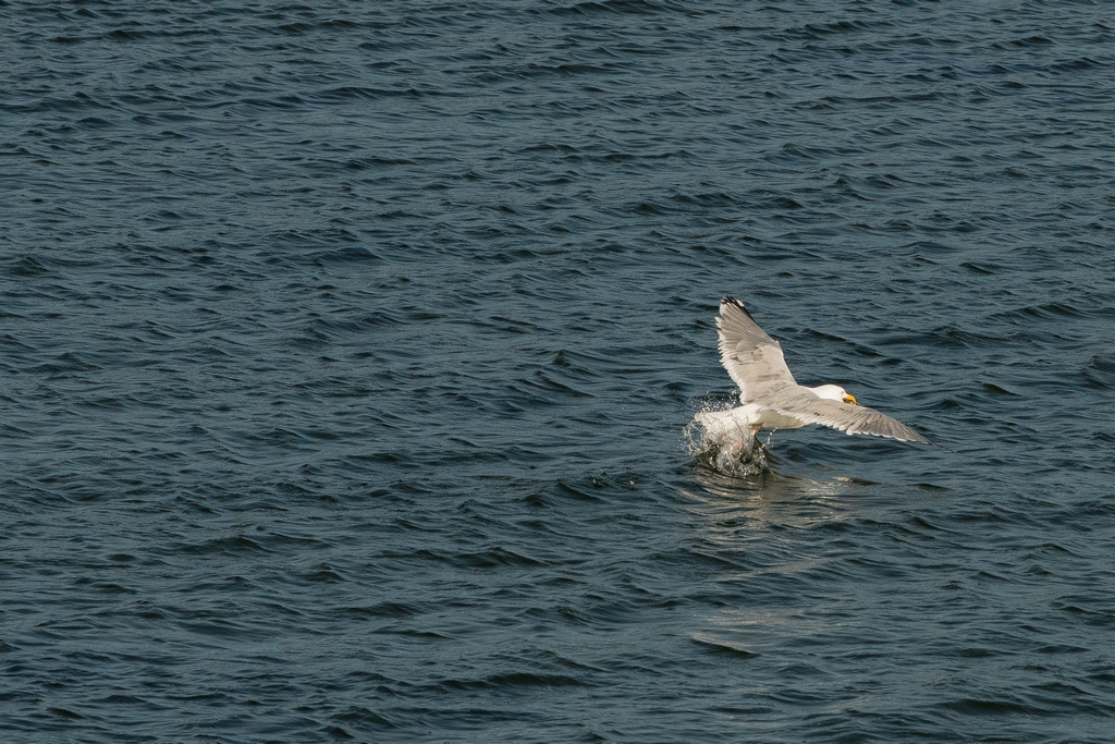 Wait, do we see the crab?  