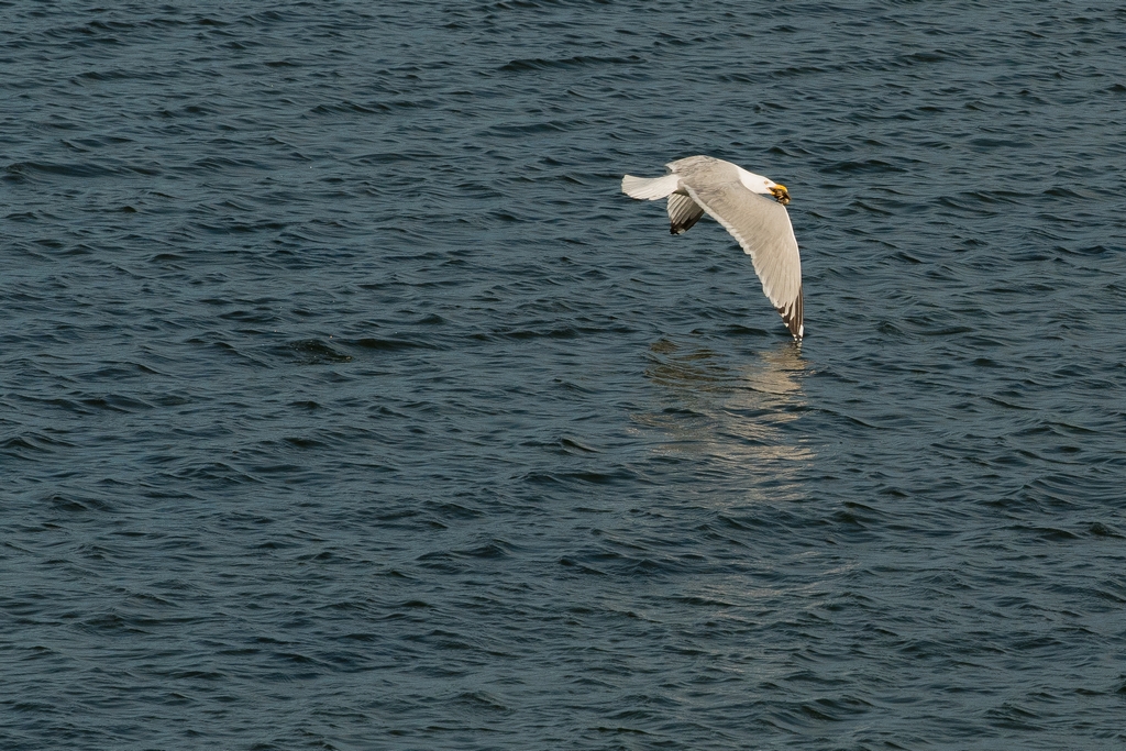 Yes, the Herring Gull kept hold of the stolen crab. 