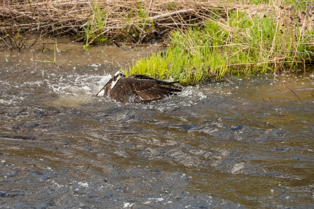 Osprey catching a fish