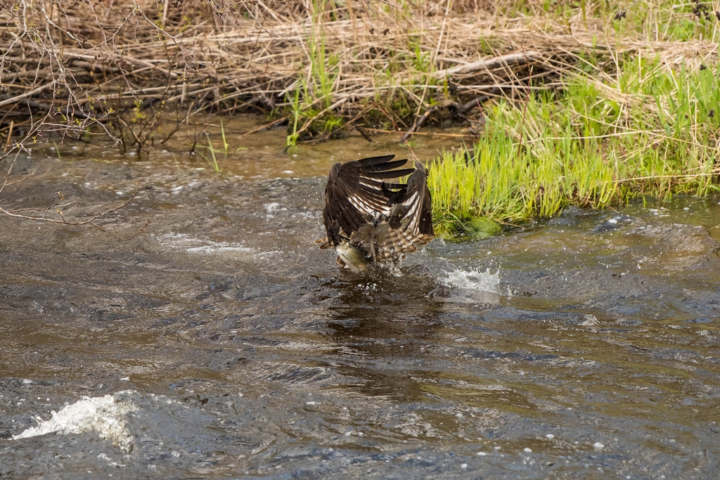 Osprey catching a fish