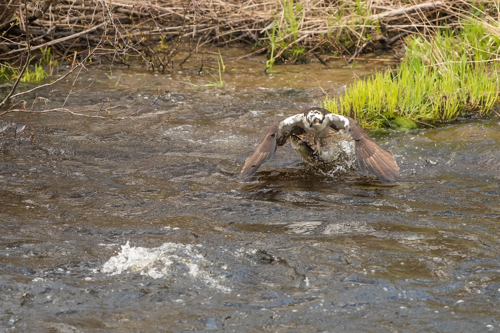Osprey catching a fish