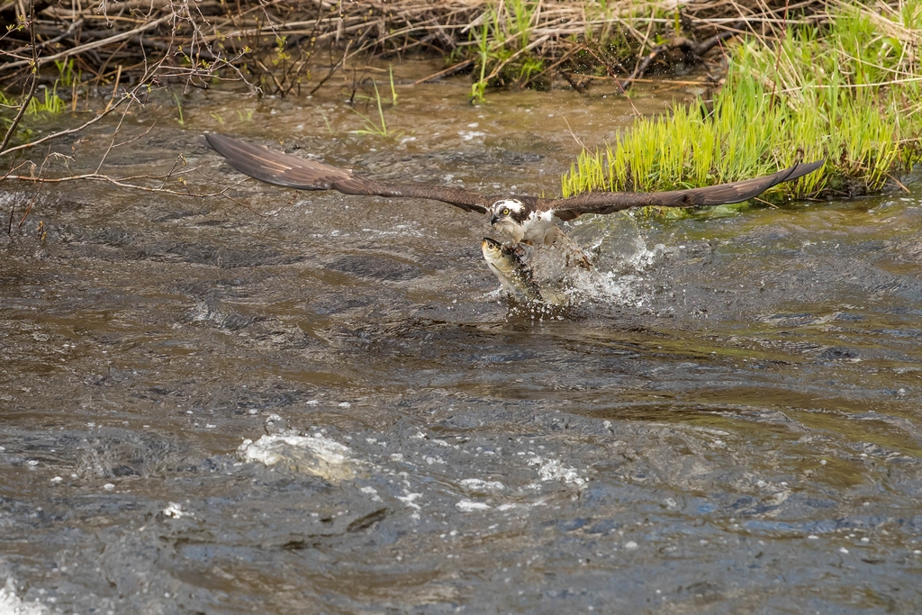 Osprey catching a fish
