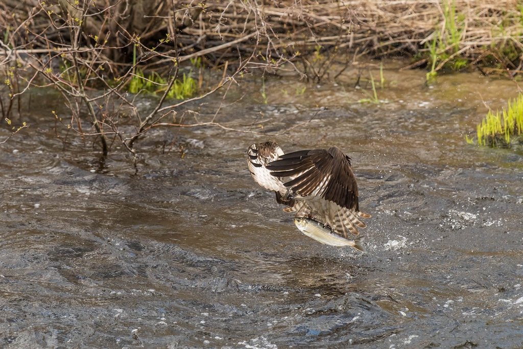 Osprey catching a fish