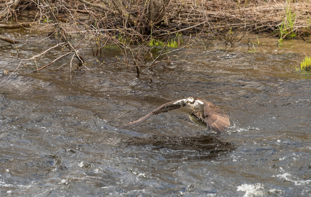 Osprey catching a fish