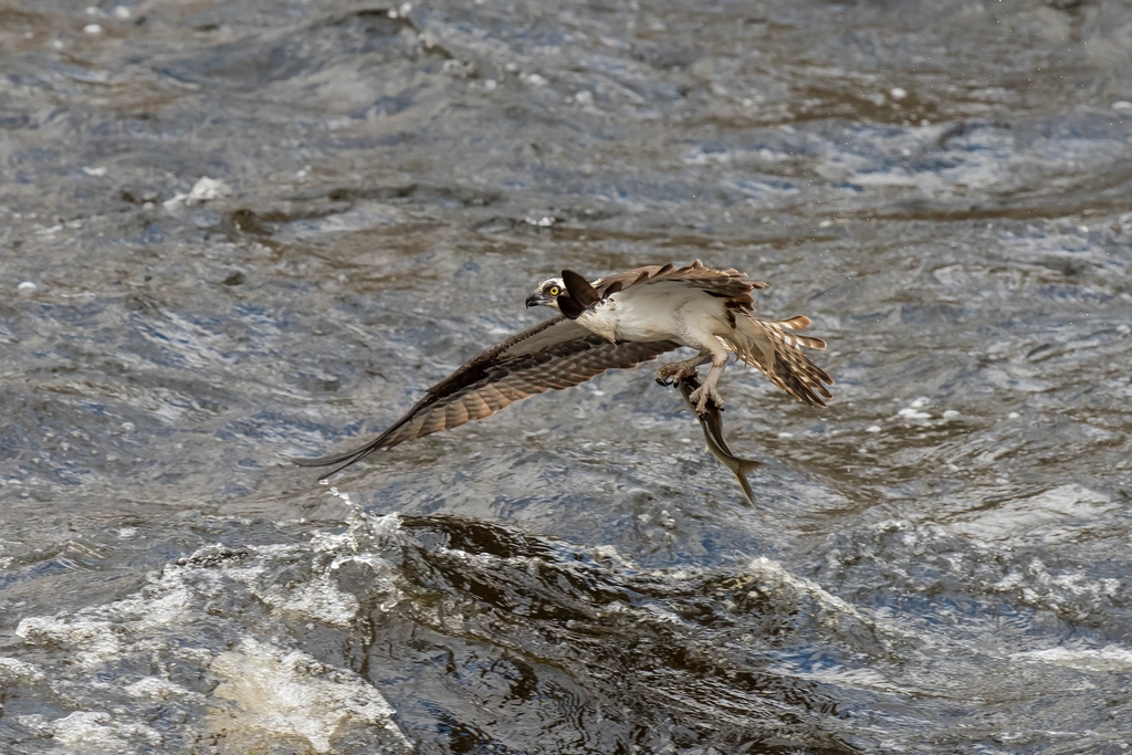 Osprey catching a fish