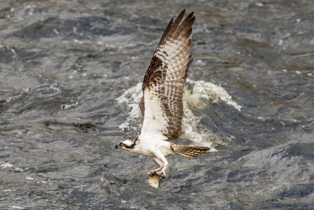 Osprey catching a fish