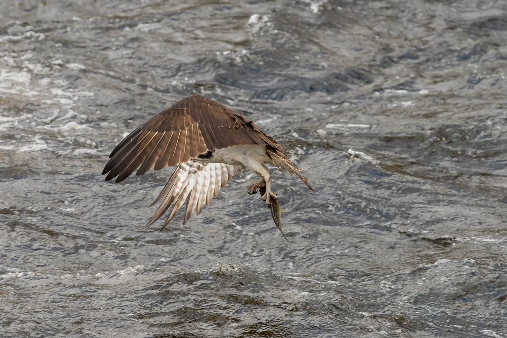 Osprey catching a fish