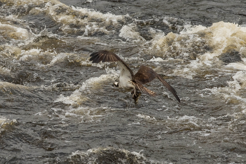 Osprey catching a fish