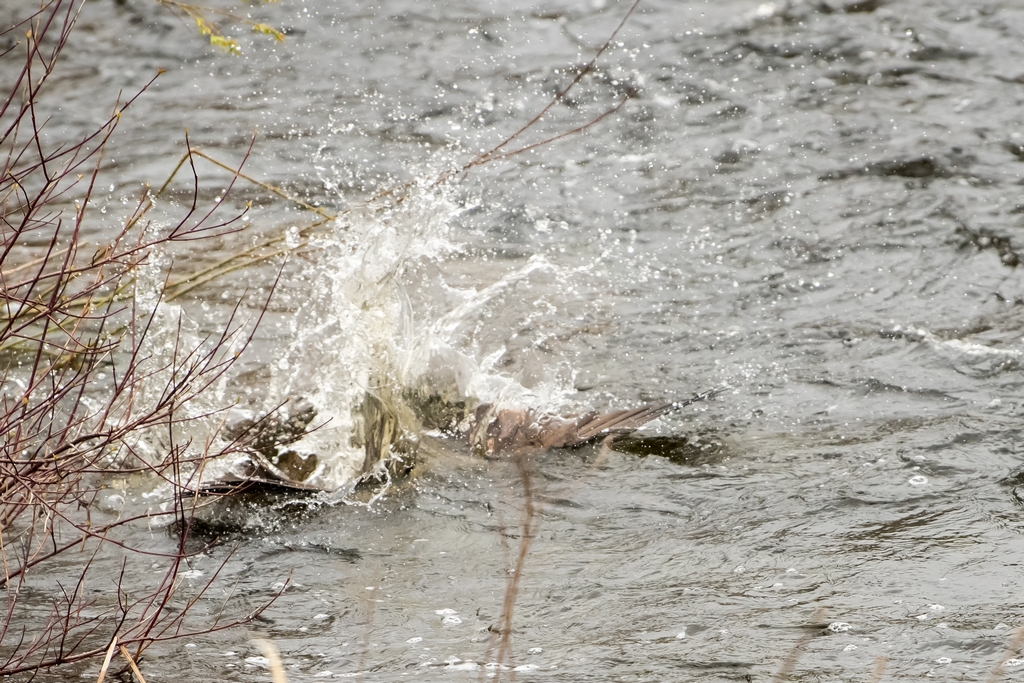 Osprey catching a fish