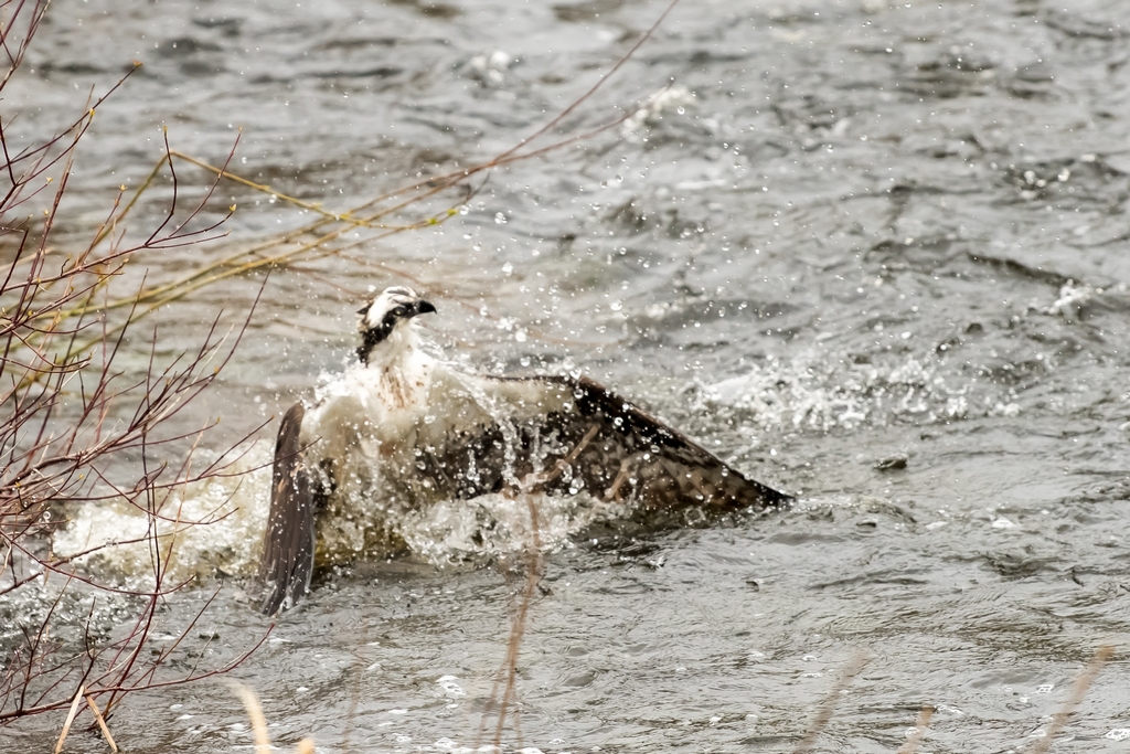 Osprey catching a fish
