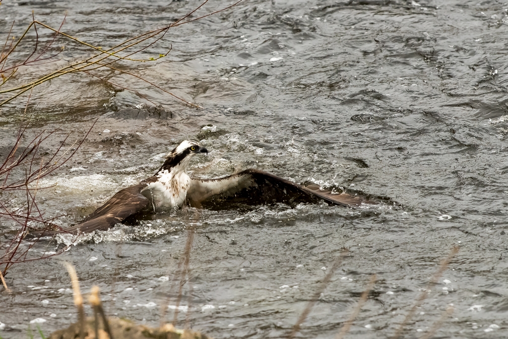 Osprey catching a fish